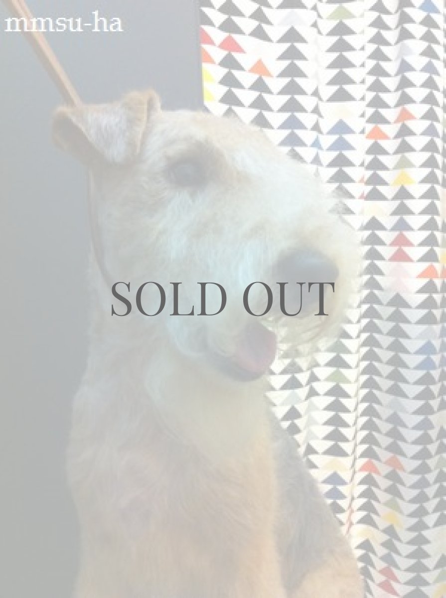 レイクランドテリア　トリミング・プラッキング