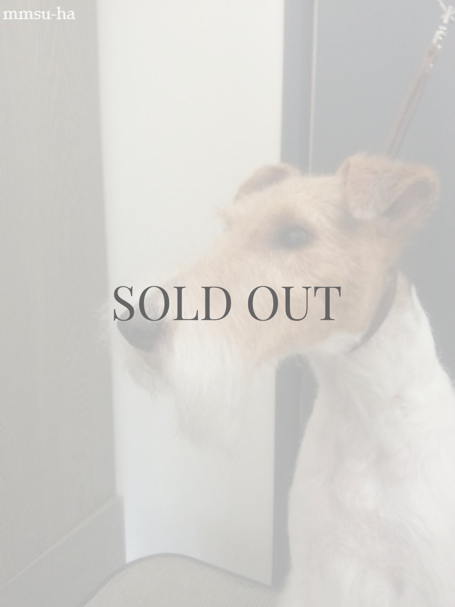 ワイヤーフォックステリア　プラッキング・トリミング