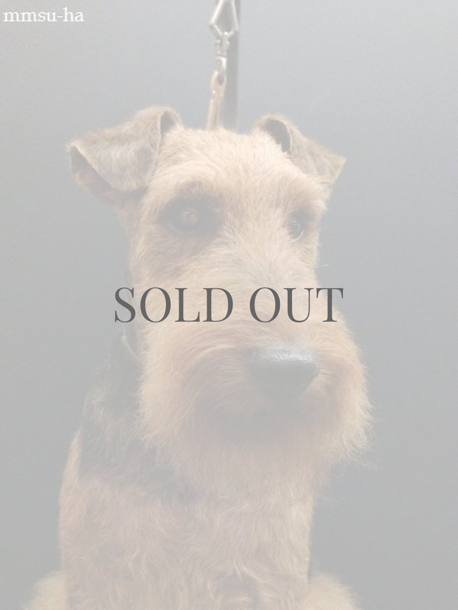 ウェルシュテリア　トリミング・プラッキング