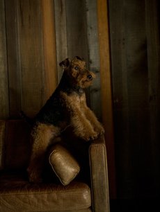 mmsu-ha代表マエノの愛犬ウェルシュテリアのチャンクさん