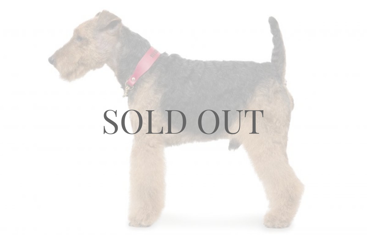 ウェルシュテリア　横から見た仕上がり　モデル：チャンク