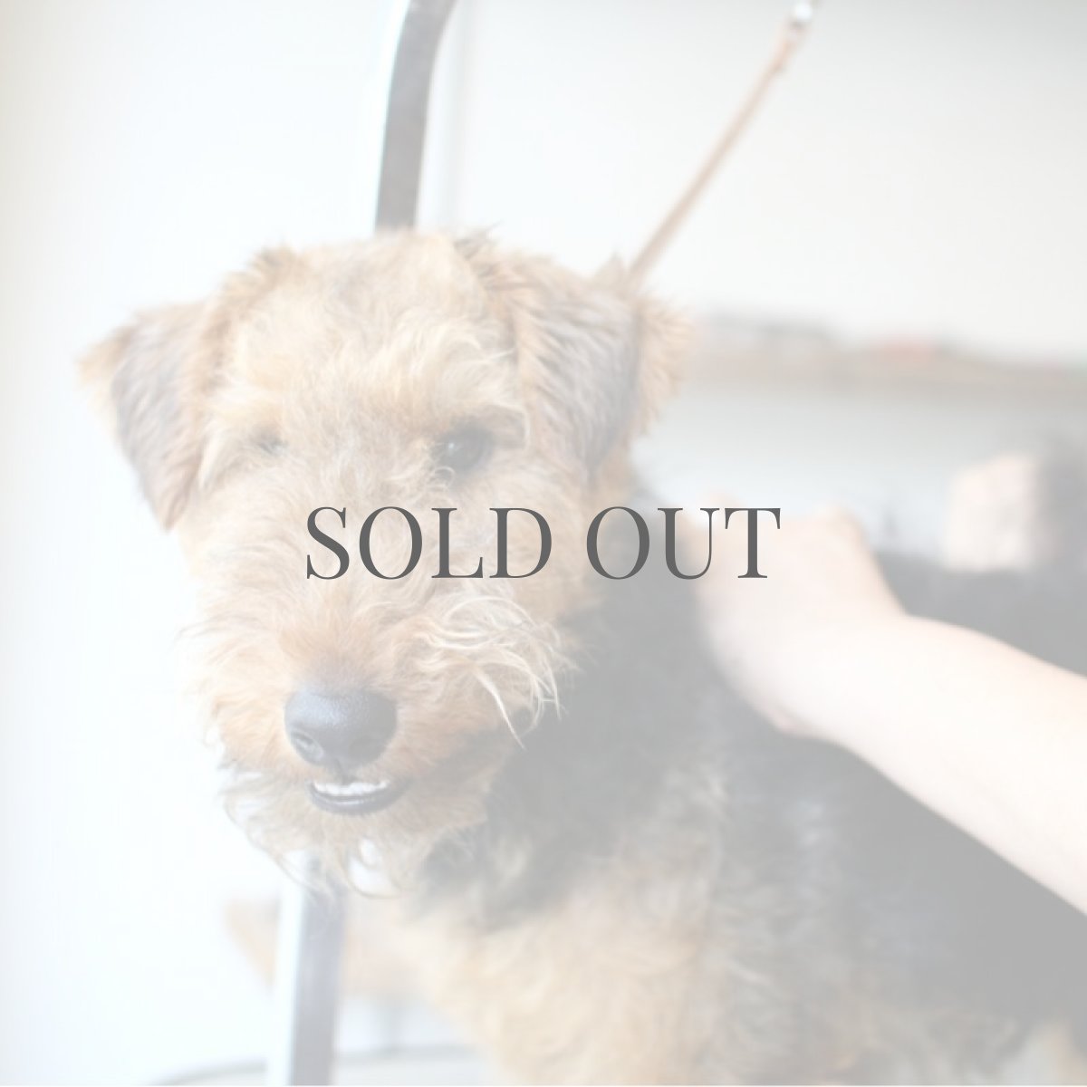 トリミング講習会の様子　ウェルシュテリア