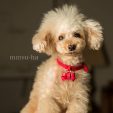 mmsu-ha 首輪 オーダー/ トイプードル2kg/FURICO RIBBON COLLAR/リボンサイズ：MINI　リボン色：ピンク　首輪色：ピンク　金具色：ゴールド