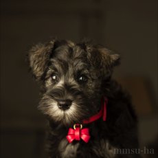 mmsu-ha 首輪 オーダー/ シュナウザー/仔犬/パピー/初めての首輪/FURICO RIBBON COLLAR /リボンサイズ：MINI　リボン色：レッド　首輪：レッド　金具色：ゴールド