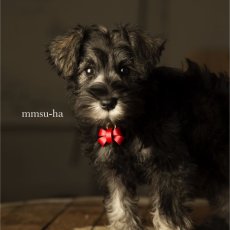 シュナウザー仔犬×MINIリボン