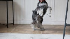 画像11: BALL TOY【su-ha kun】3色セット (11)