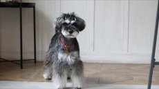 画像9: BALL TOY【su-ha kun】3色セット (9)