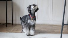 画像10: BALL TOY【su-ha kun】3色セット (10)