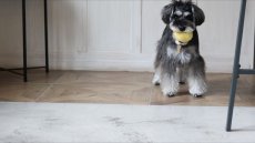 画像12: BALL TOY【su-ha kun】3色セット (12)