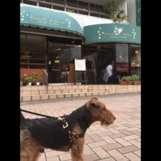画像18: LEATHER HARNESS【レザーオーダー】 (18)