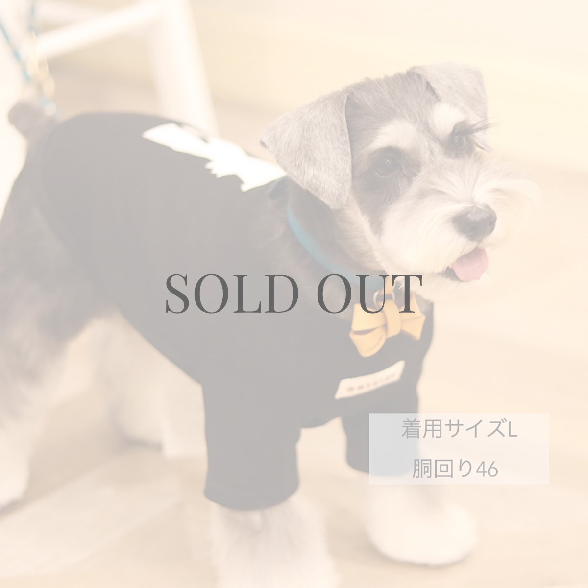 画像11: 【dog】mmsu-ha Tシャツ/ブラック (11)