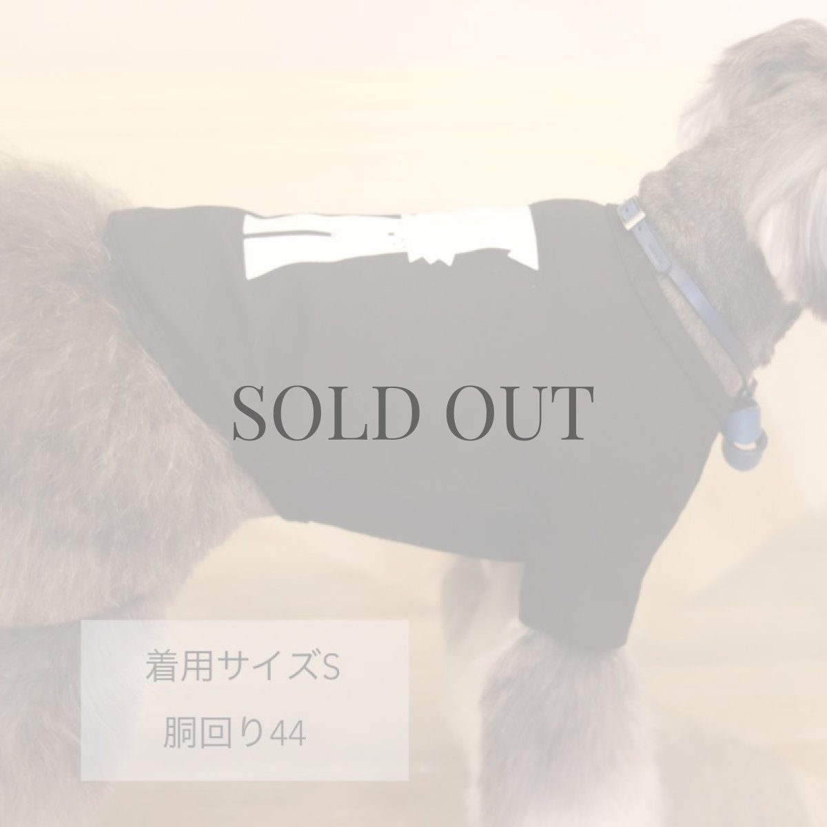 画像8: 【dog】mmsu-ha Tシャツ/ブラック (8)