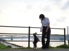 mmsu-haマナーポーチ/ミニチュアシュナウザーのお散歩