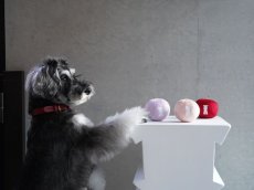 mmsu-ha犬用おもちゃ/ボール/音鳴る/シュナウザーおもちゃ
