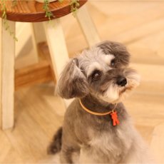 画像7: LEATHER su-ha kun + NAME COLLAR/迷子札【レザーオーダー】 (7)