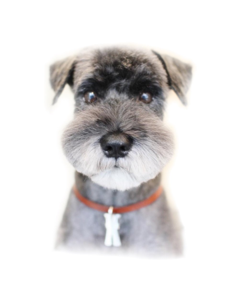 画像6: 【mmsu-ha主催ミニチュアシュナウザーお手入れ講習会申し込みメニュー】 (6)