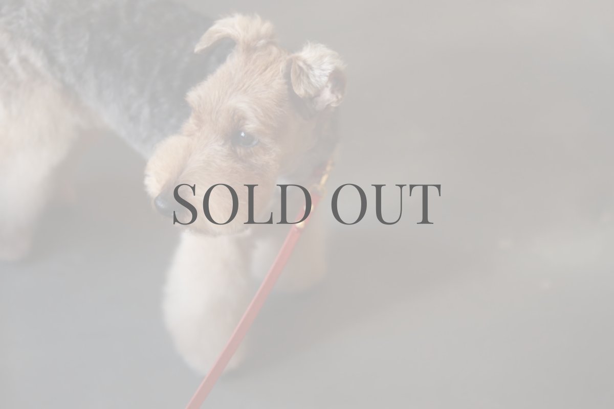 ウェルシュテリアプラッキング(トリミング)後