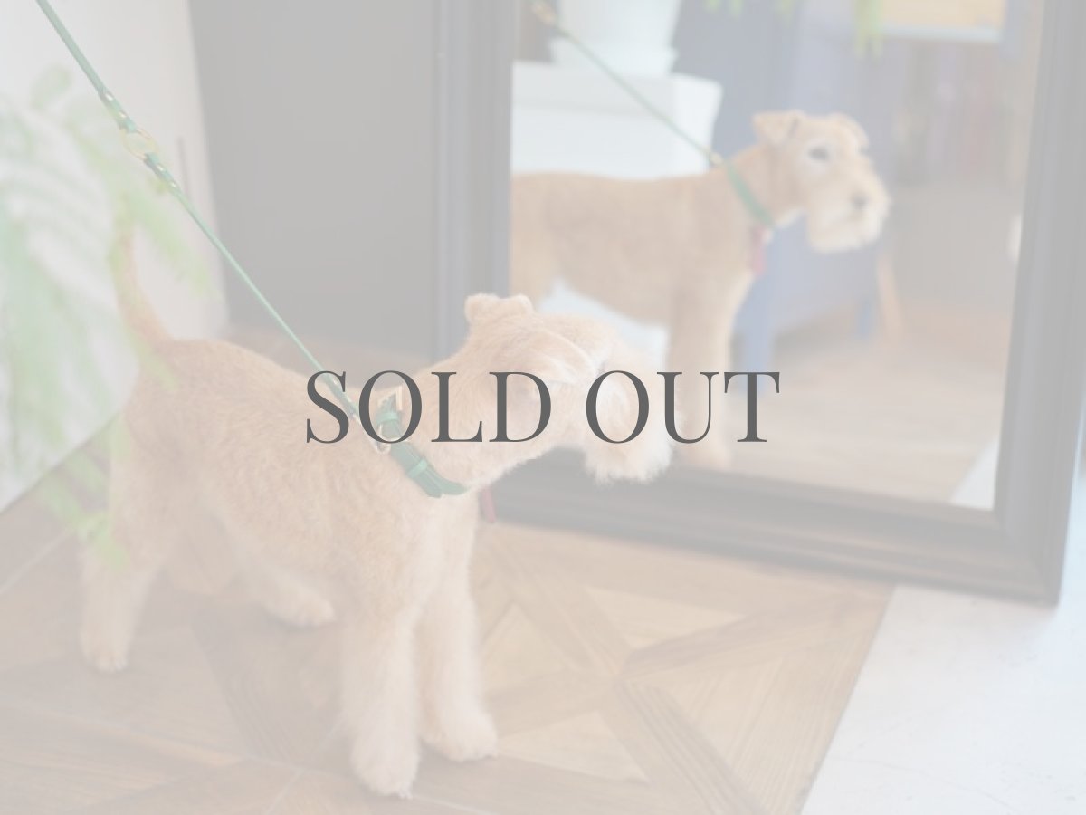 レイクランドテリアプラッキング(トリミング)後