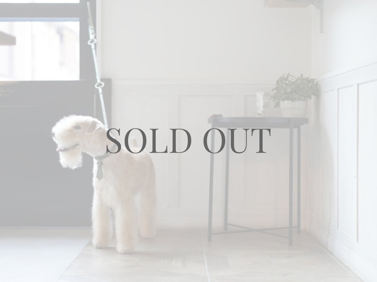 レイクランドテリアプラッキング(トリミング)後