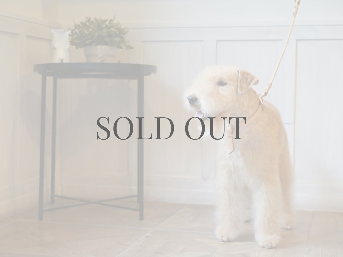 レイクランドテリアプラッキング(トリミング)後