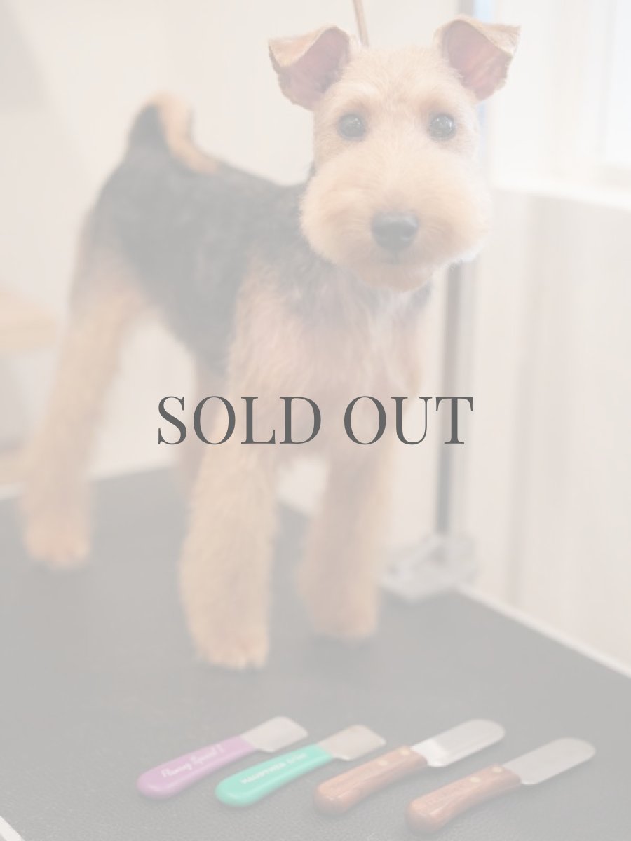 ウェルシュテリアプラッキング(トリミング)後