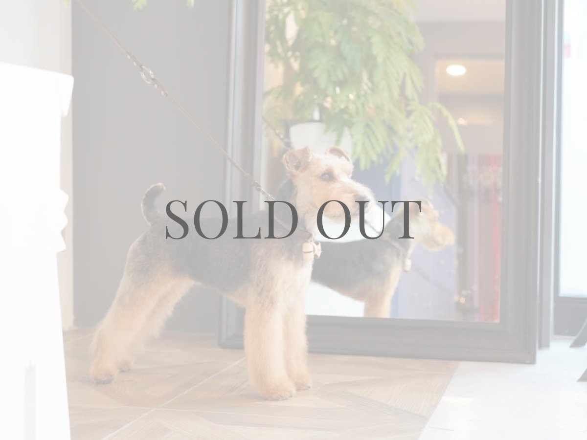 ウェルシュテリアプラッキング(トリミング)後