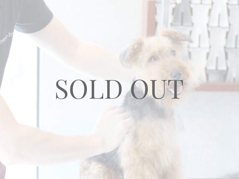 mmsu-ha【mmsu-ha主催テリア犬種トリミング(プラッキング)講習会