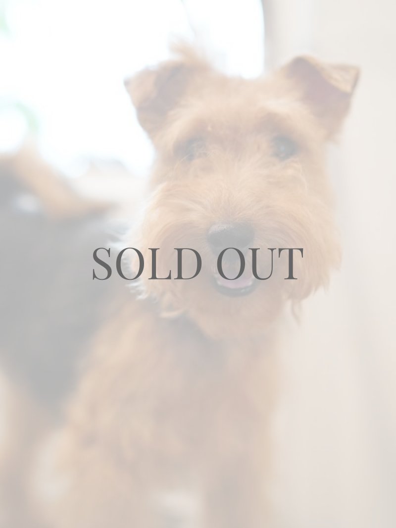 mmsu-ha【mmsu-ha主催テリア犬種トリミング(プラッキング)講習会