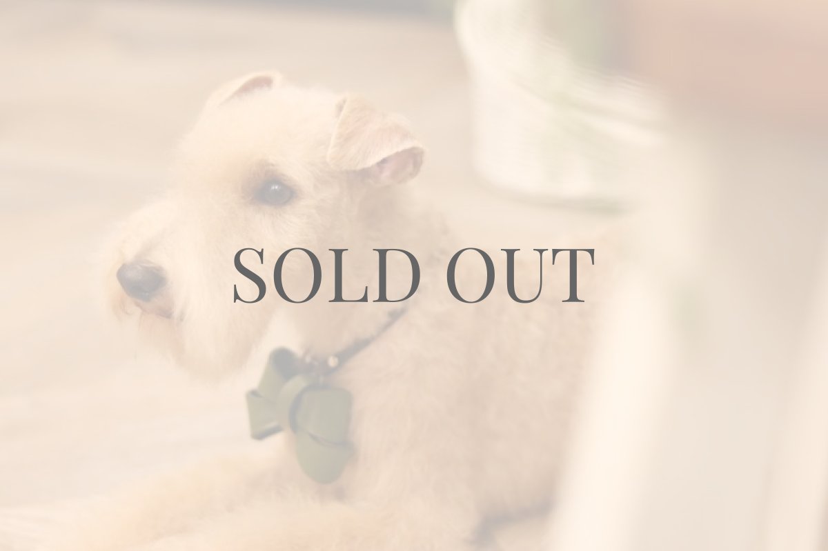 レイクランドテリアプラッキング(トリミング)後