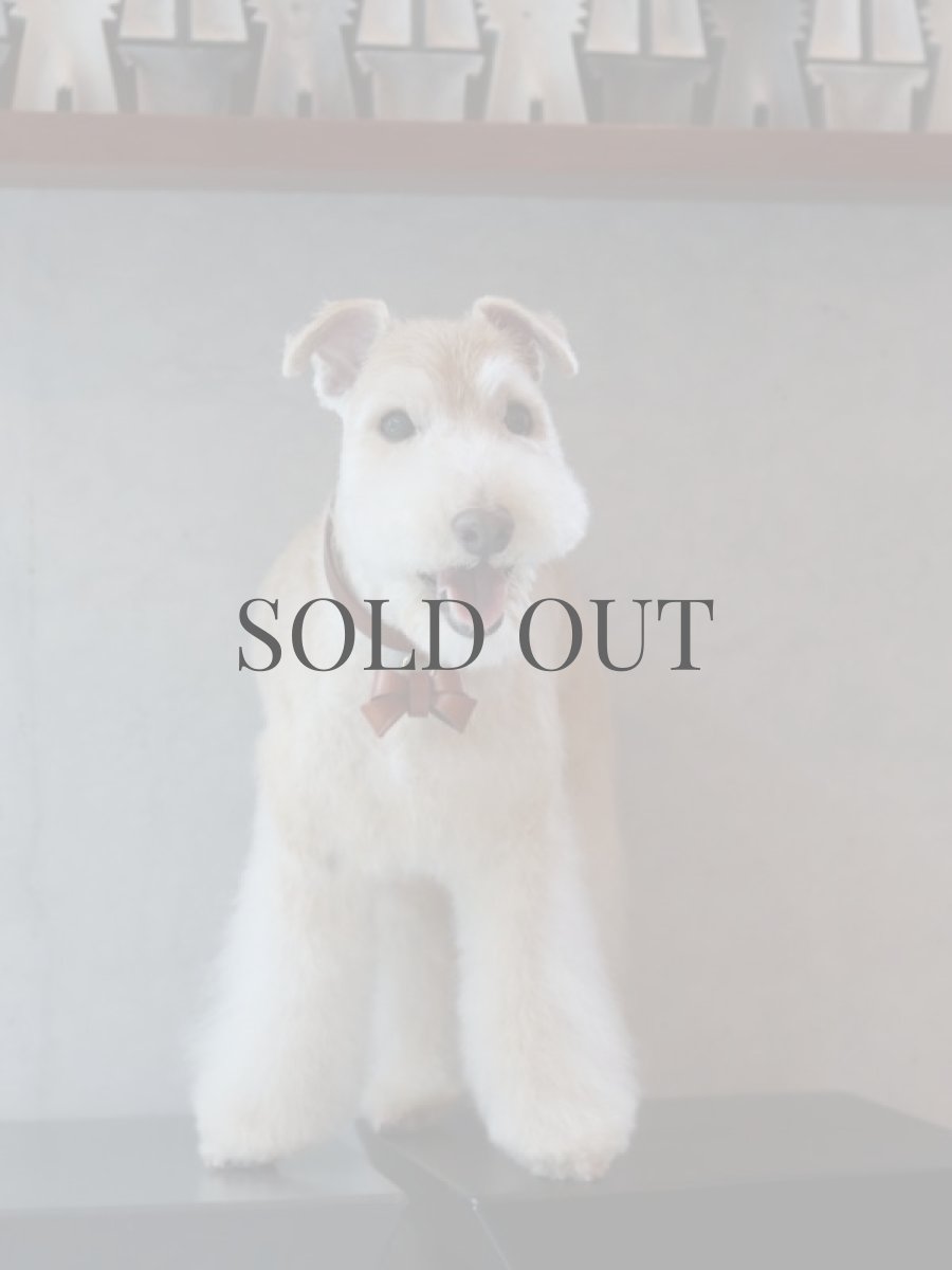 レイクランドテリアプラッキング(トリミング)後