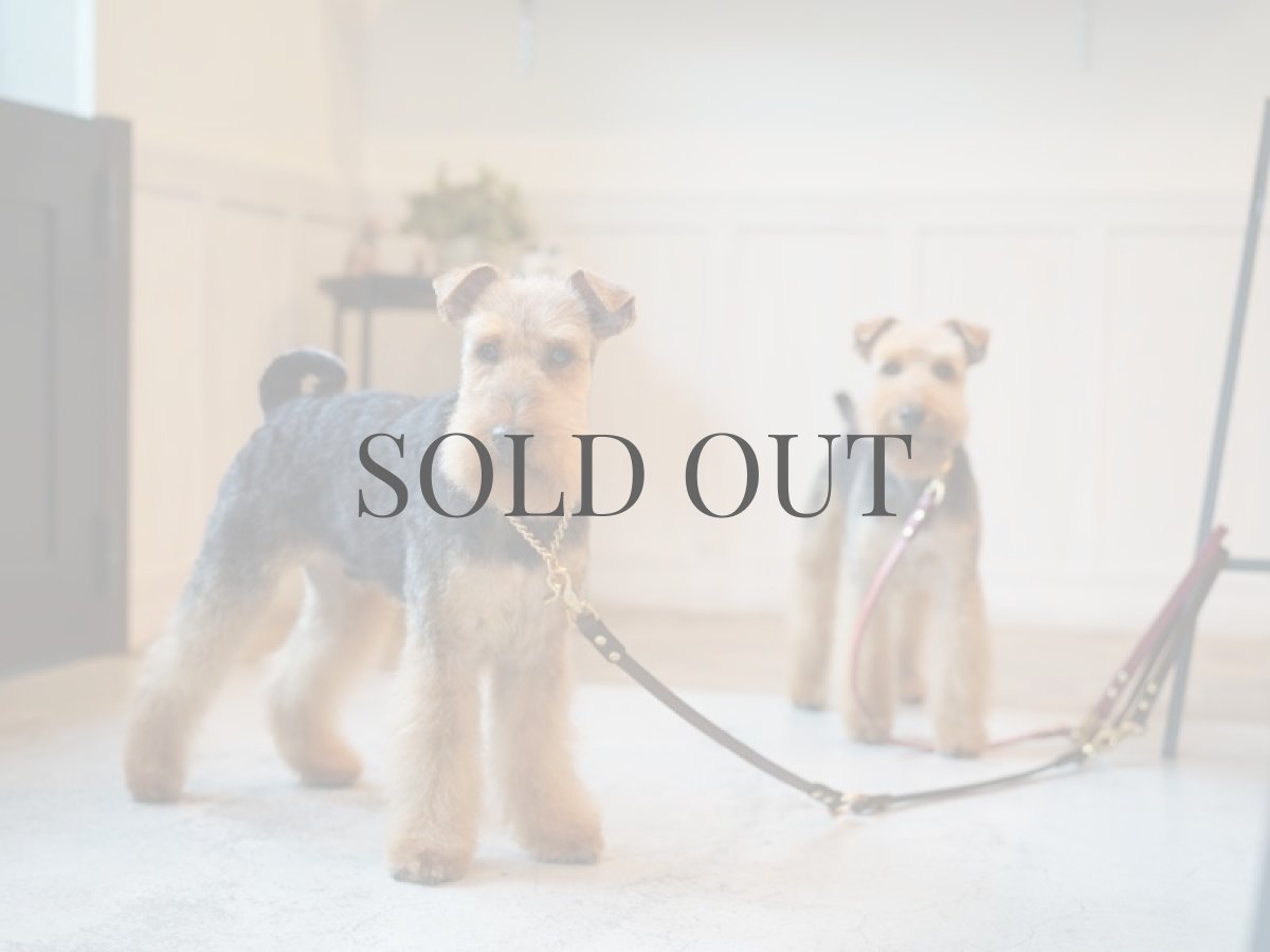 ウェルシュテリアプラッキング(トリミング)後