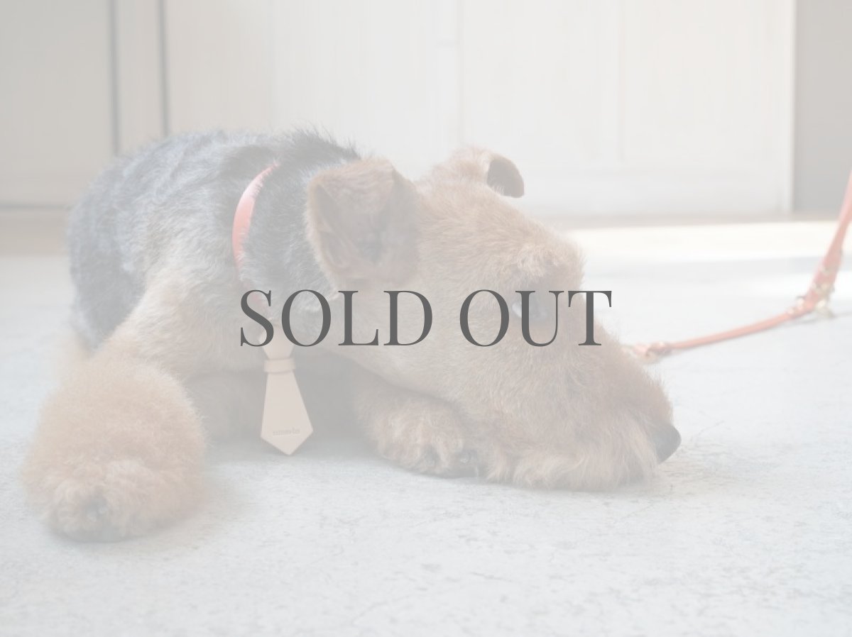 ウェルシュテリアプラッキング(トリミング)後