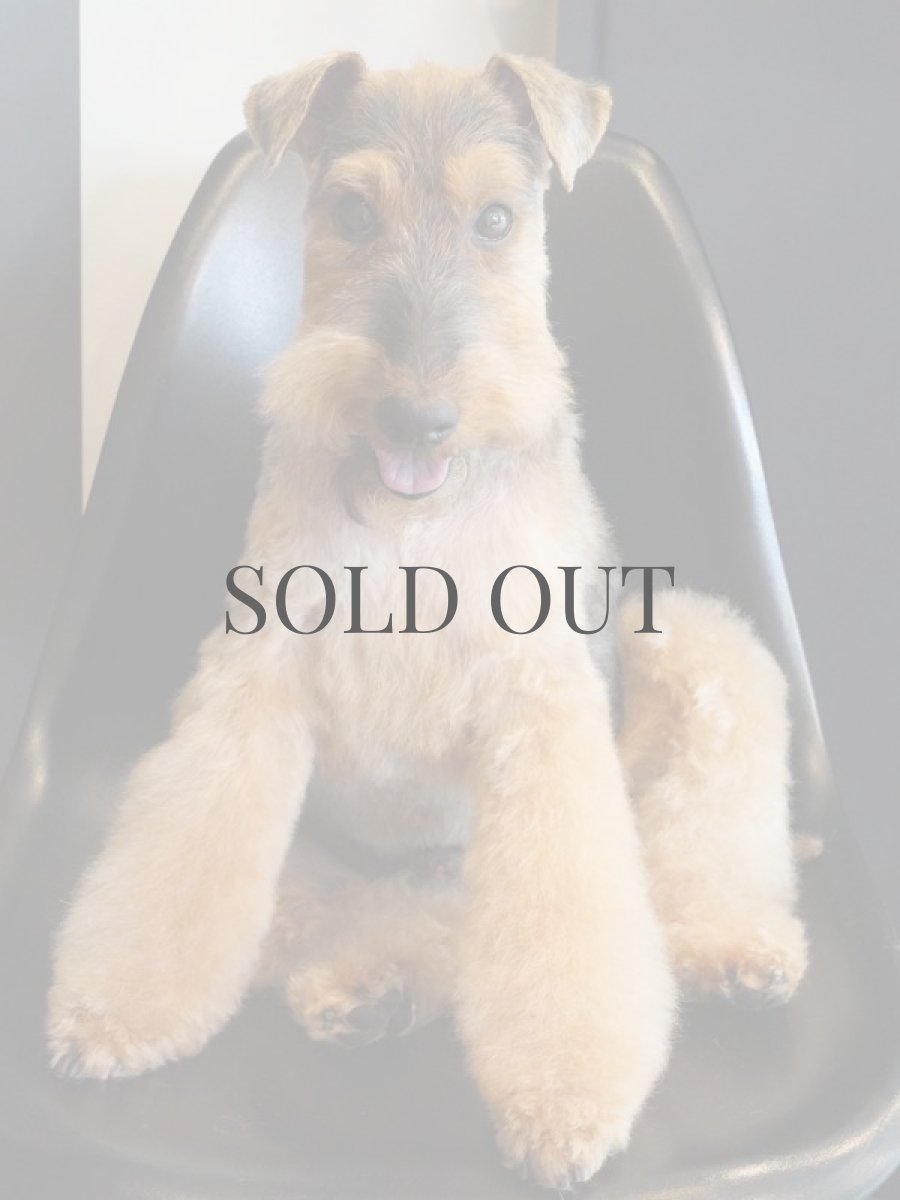 ウェルシュテリアプラッキング(トリミング)後