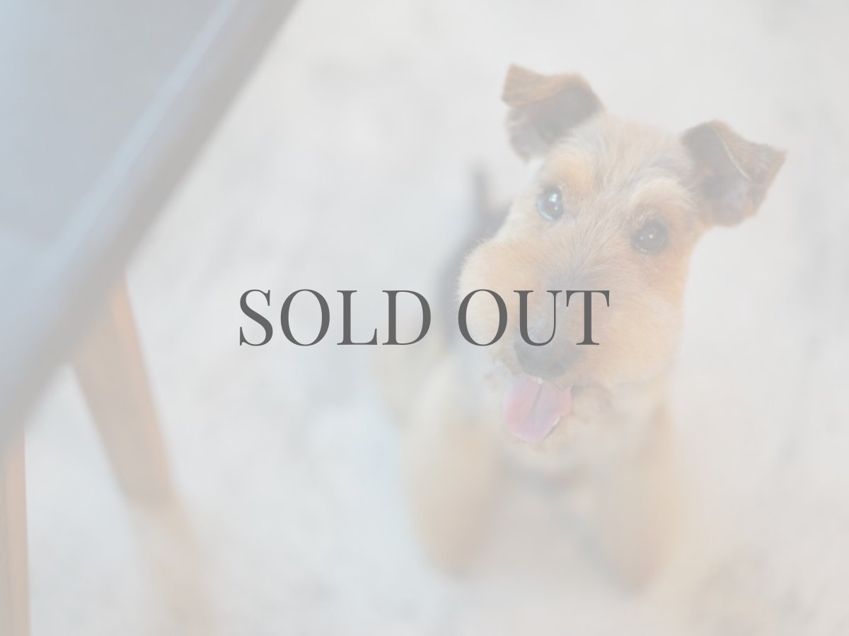 ウェルシュテリアプラッキング(トリミング)後