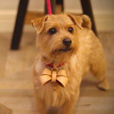 画像36: FURICO RIBBON COLLAR【レザーオーダー】 (36)