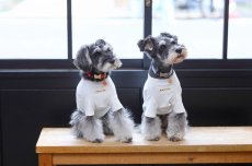 画像7: 【dog】su-ha kun  Tシャツ/ホワイト×レッド (7)