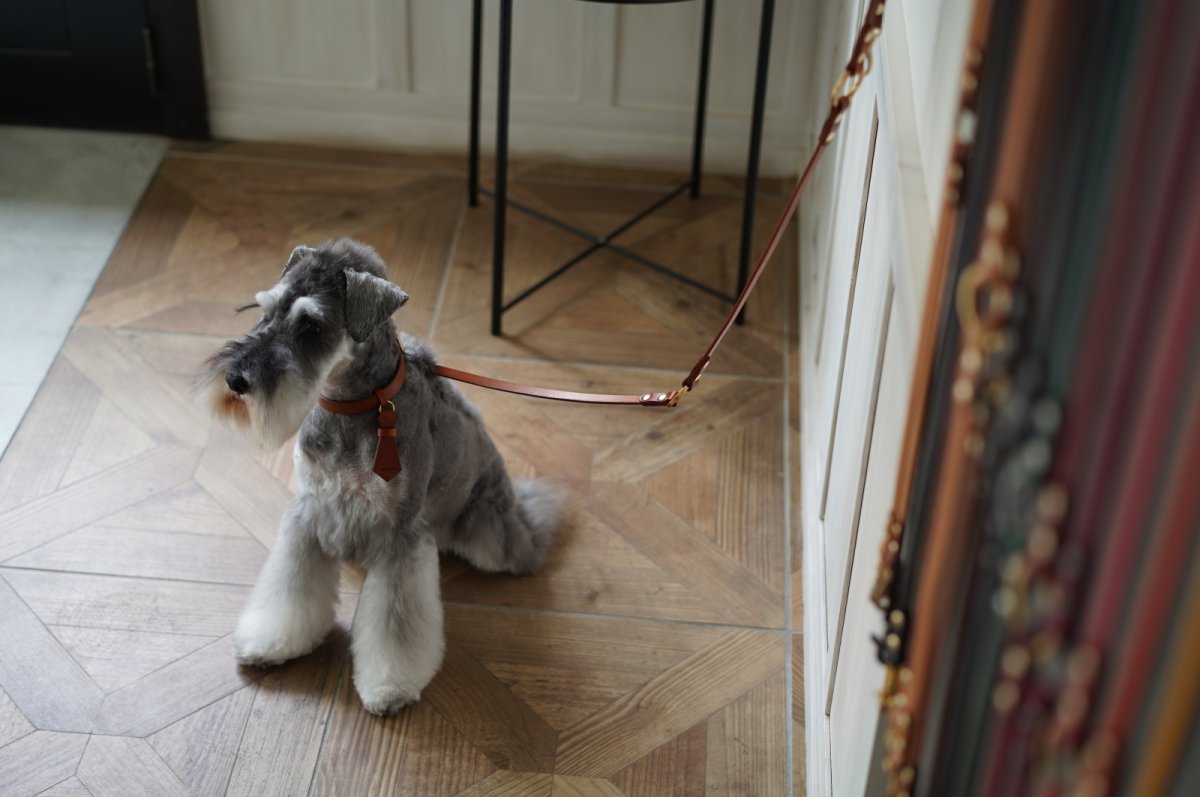 画像8: TIE 首輪・リードセット【レザーオーダー】 (8)