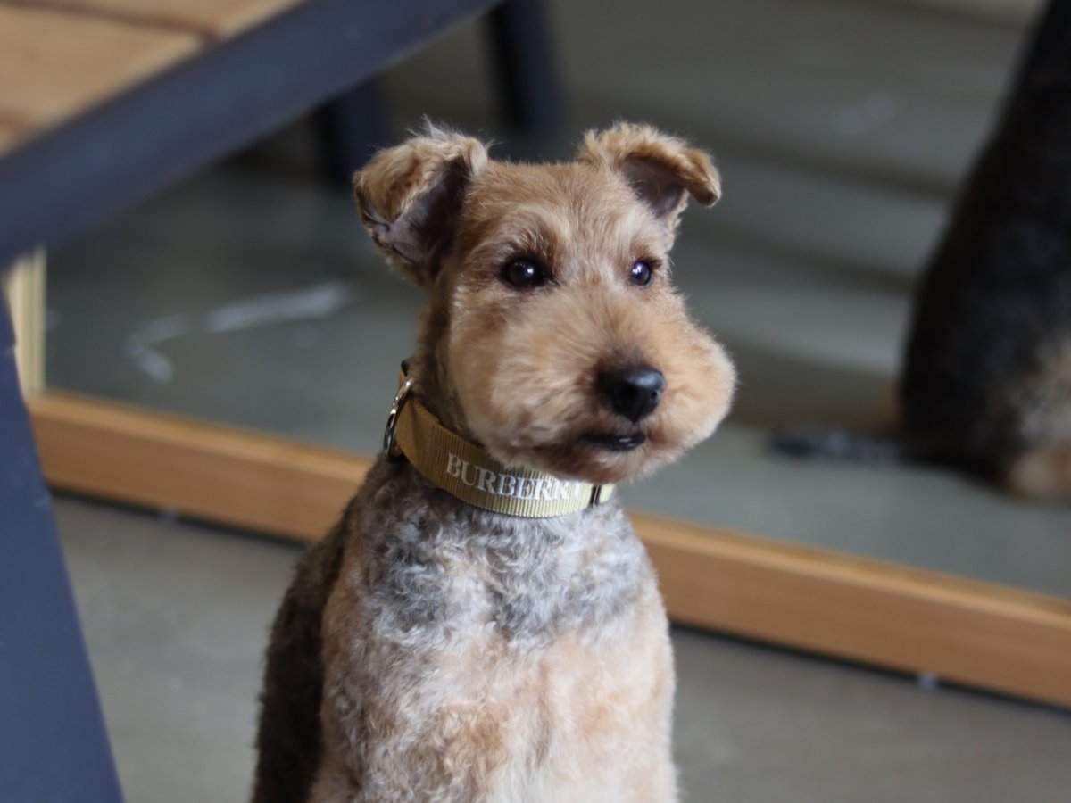 画像5: MY NAME 30 刺繍カラー・20 刺繍リードセット【クロスオーダー】 (5)