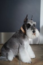 画像21: ONE SIZE COLLAR/ワンサイズカラー【レザーオーダー】 (21)