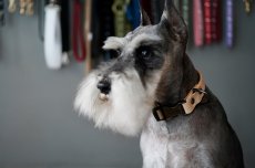 画像15: ONE SIZE COLLAR/ワンサイズカラー【レザーオーダー】 (15)