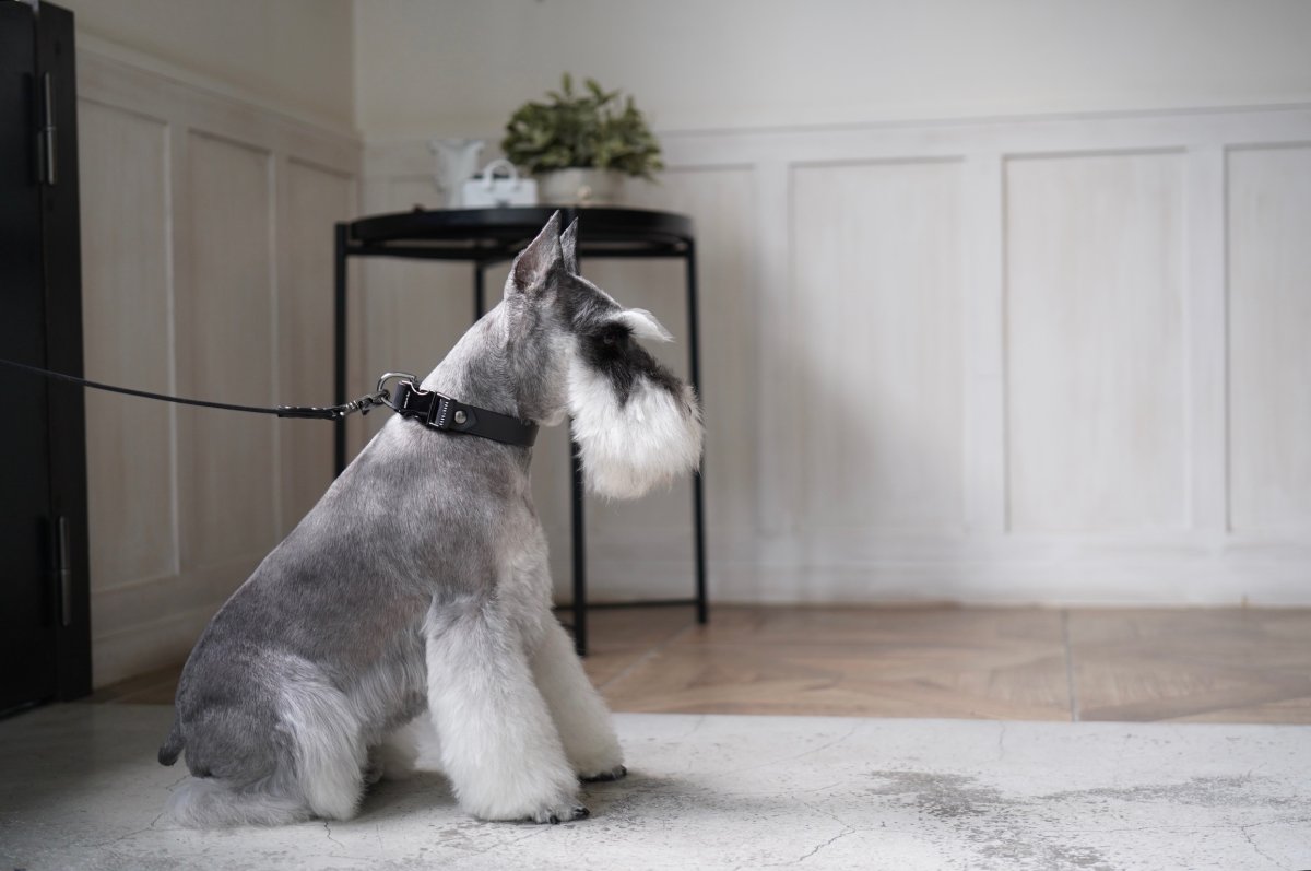 画像26: ONE SIZE COLLAR/ワンサイズカラー【レザーオーダー】 (26)