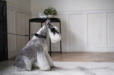 画像26: ONE SIZE COLLAR/ワンサイズカラー【レザーオーダー】 (26)