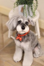 画像10: 【Orange Collection】レザーFURICO RIBBON 首輪・リードセット 【レザーオーダー】 (10)