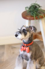 画像11: 【Orange Collection】レザーFURICO RIBBON 首輪・リードセット 【レザーオーダー】 (11)