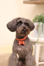 画像5: 【Orange Collection】 レザーFURICO RIBBON 首輪【レザーオーダー】 (5)