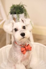画像8: 【Orange Collection】 RIBBON NECKLACE /迷子札【レザーオーダー】 (8)