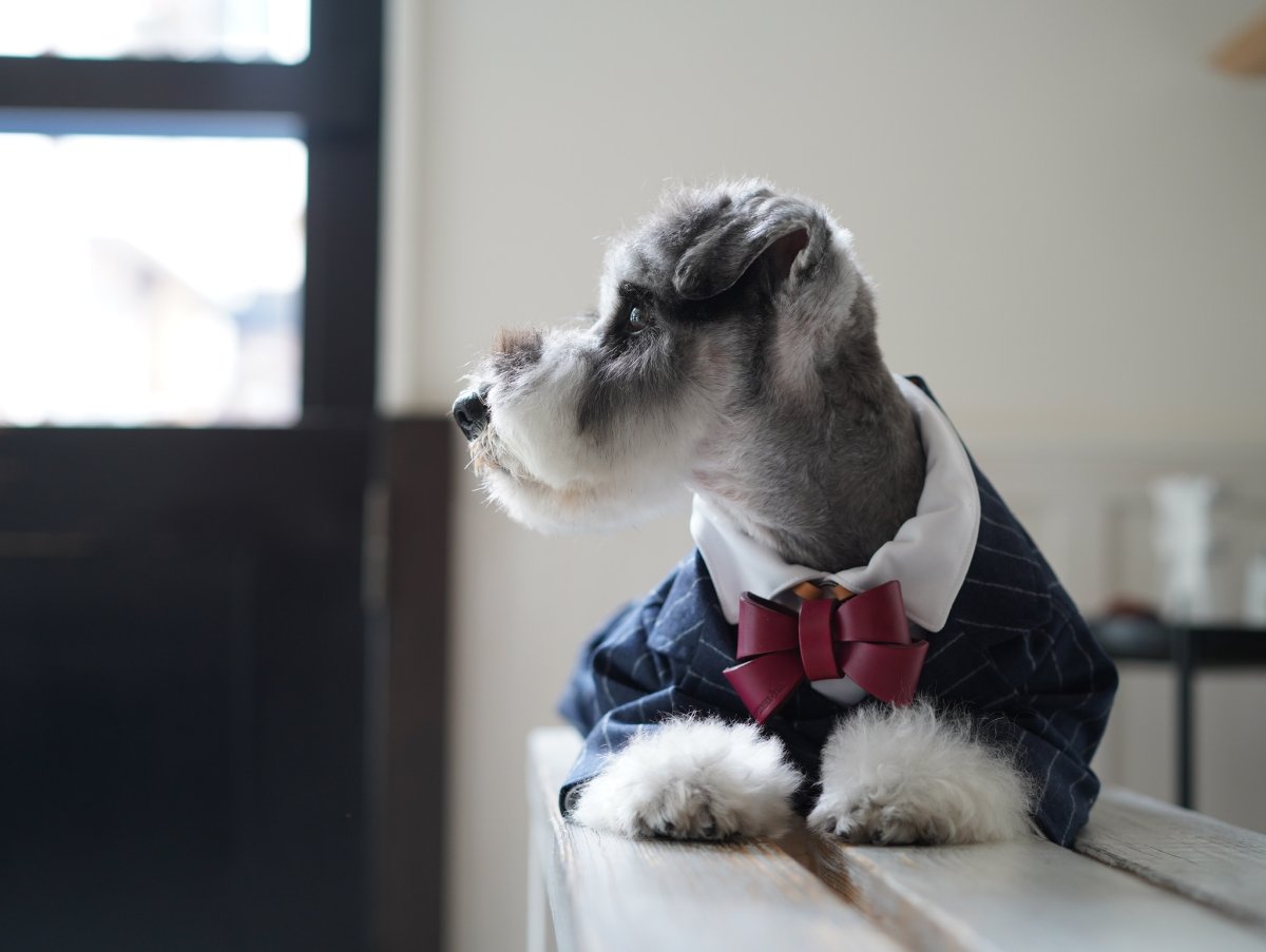 mmsu-ha レザーリボンネックレスLサイズ//ワインレッド/シュナウザー