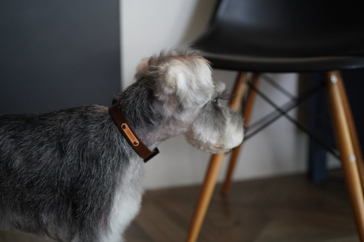 ネームプレートカラー装着例ミニチュアシュナウザー首輪:ダークブラウン ネームプレート:ナチュラル 金具:ブラック