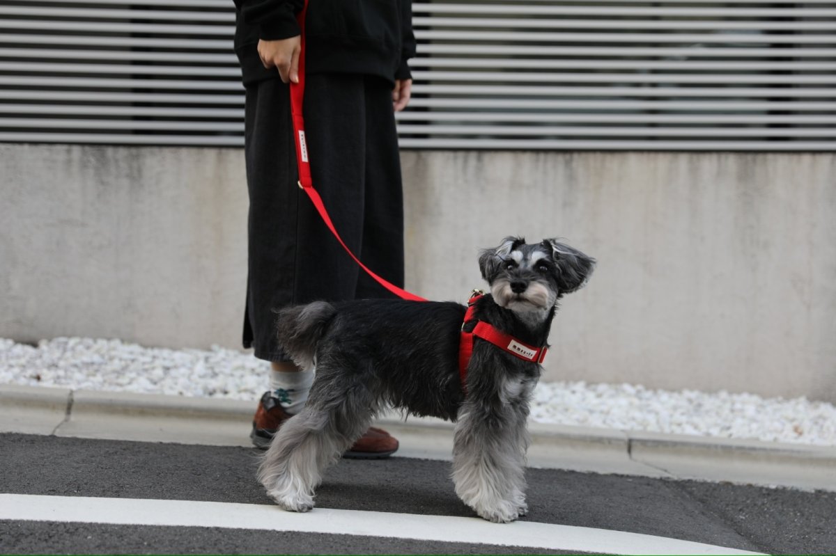 画像21: TAG 25ショルダーリード【クロスオーダー】 (21)