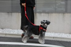 画像5: TAG 25ショルダーリード【クロスオーダー】 (5)